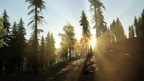 Sun-Shining-Through-Pine-Trees-in-Mountain-Forest